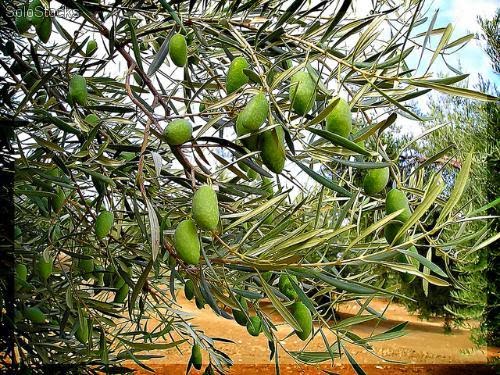 olivo-cornezuelo